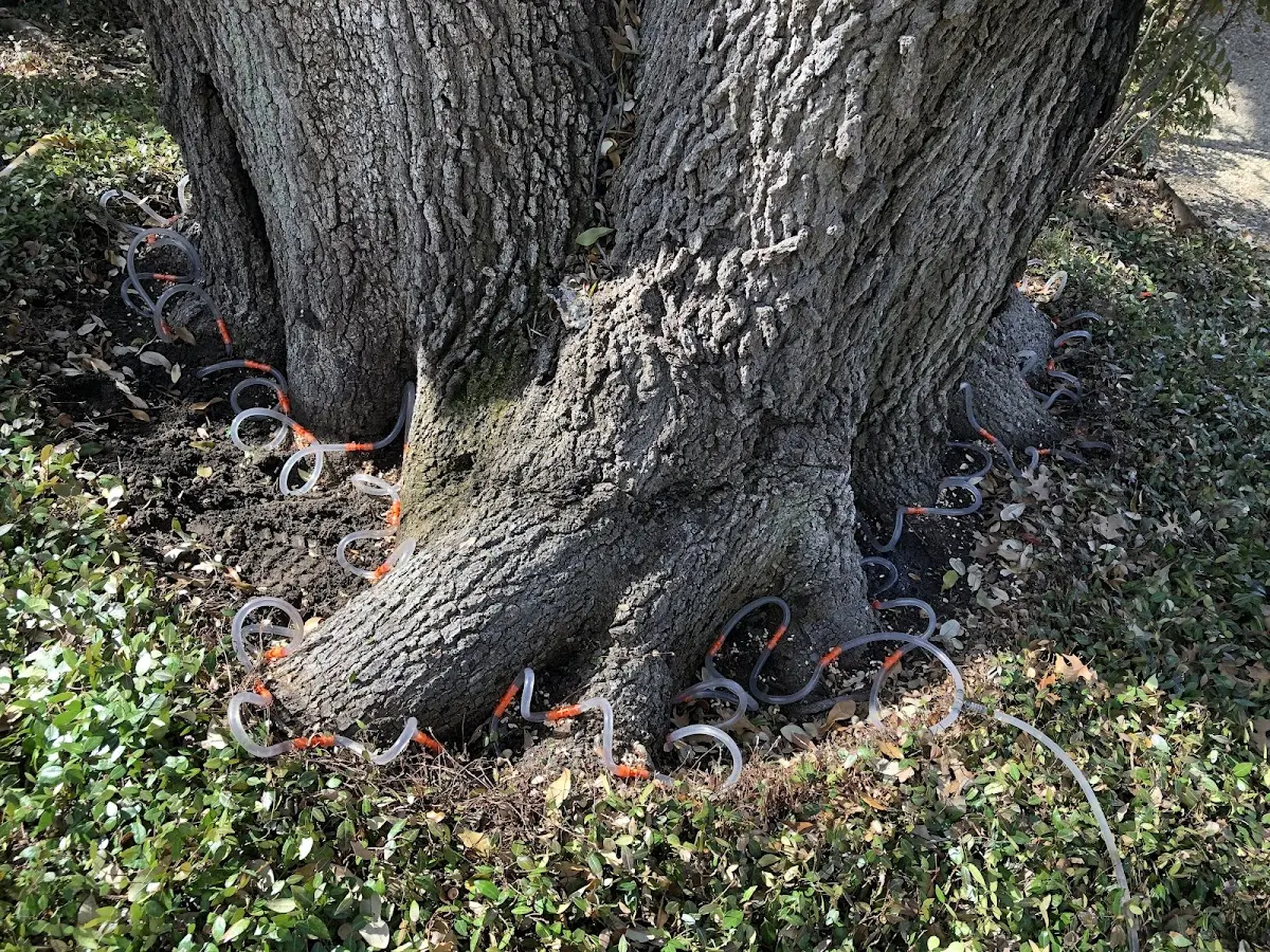 Detailed Tree Cabling and Bracing job site in Etoile