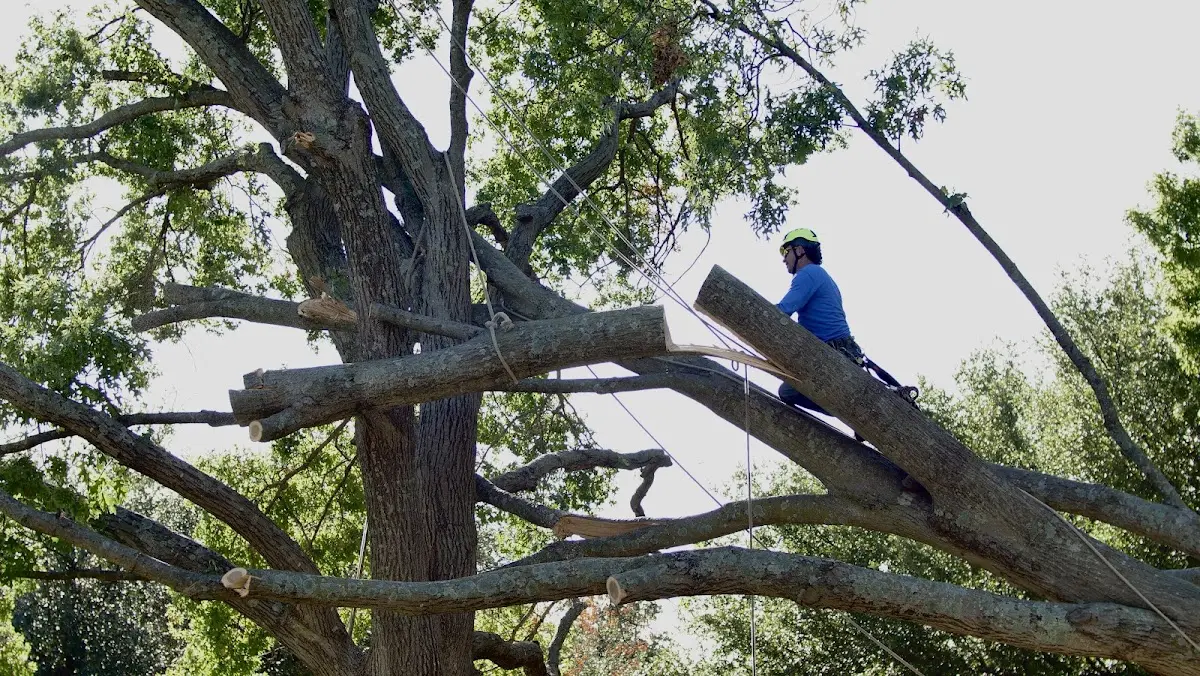 Professional Crown Thinning performed by certified arborists in Etoile