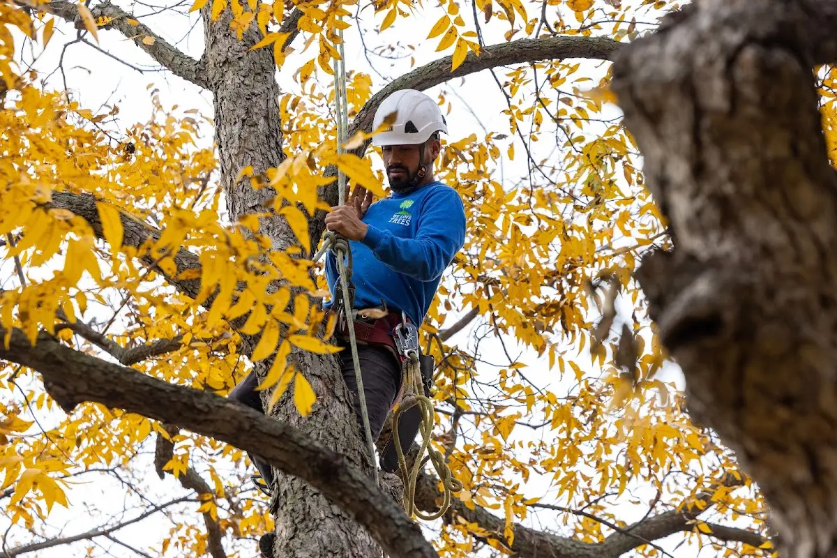 Skilled Tree Planting crew working in Etoile